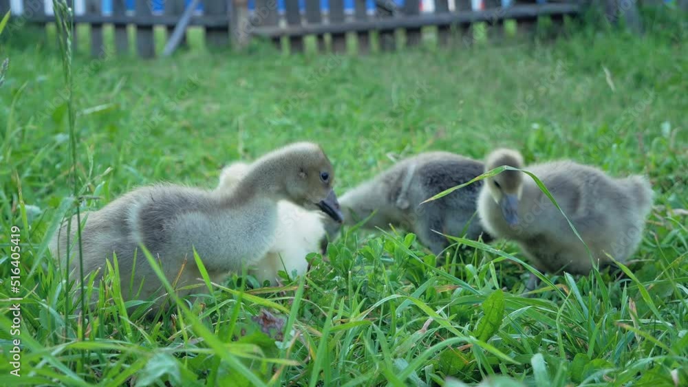 Little cute goslings nibble on juicy green grass. Morning in the village. Wooden fence in the distance. Halal farm. Organic production Little cute goslings nibble on juicy green grass. Morning in the village. Wooden fence in the distance. Halal farm. Organic production