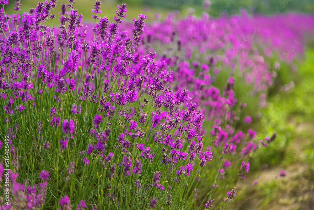 Lavender blossoms in a beautiful background field. Selective focus.