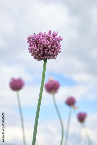 Several pink buds of ornamental onions grow in the garden. side view.