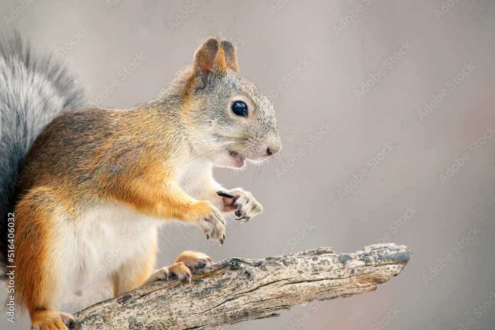 squirrel with open mouth eats seeds, lobes with large claws squirrel with open mouth eats seeds, lobes with large claws