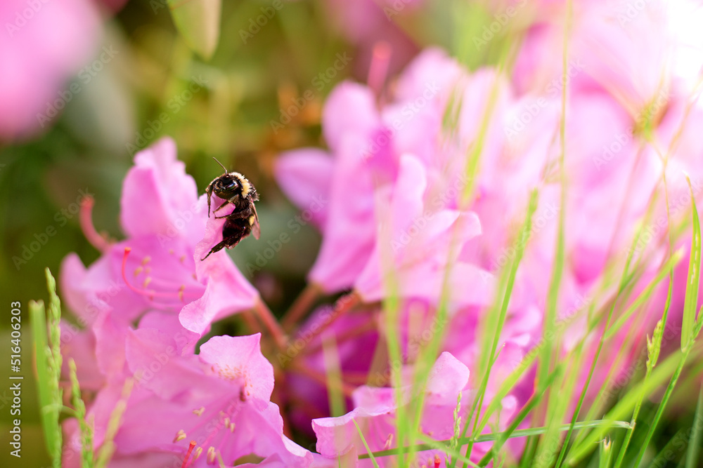 large bumblebee on a bright rhododendron flower large bumblebee on a bright rhododendron flower