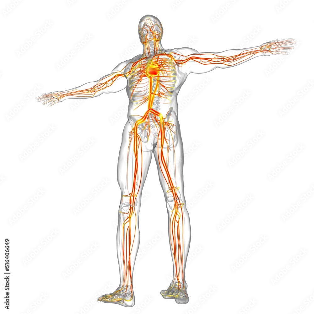 Human Heart With Circulatory System Anatomy For Medical Concept 3D Human Heart With Circulatory System Anatomy For Medical Concept 3D