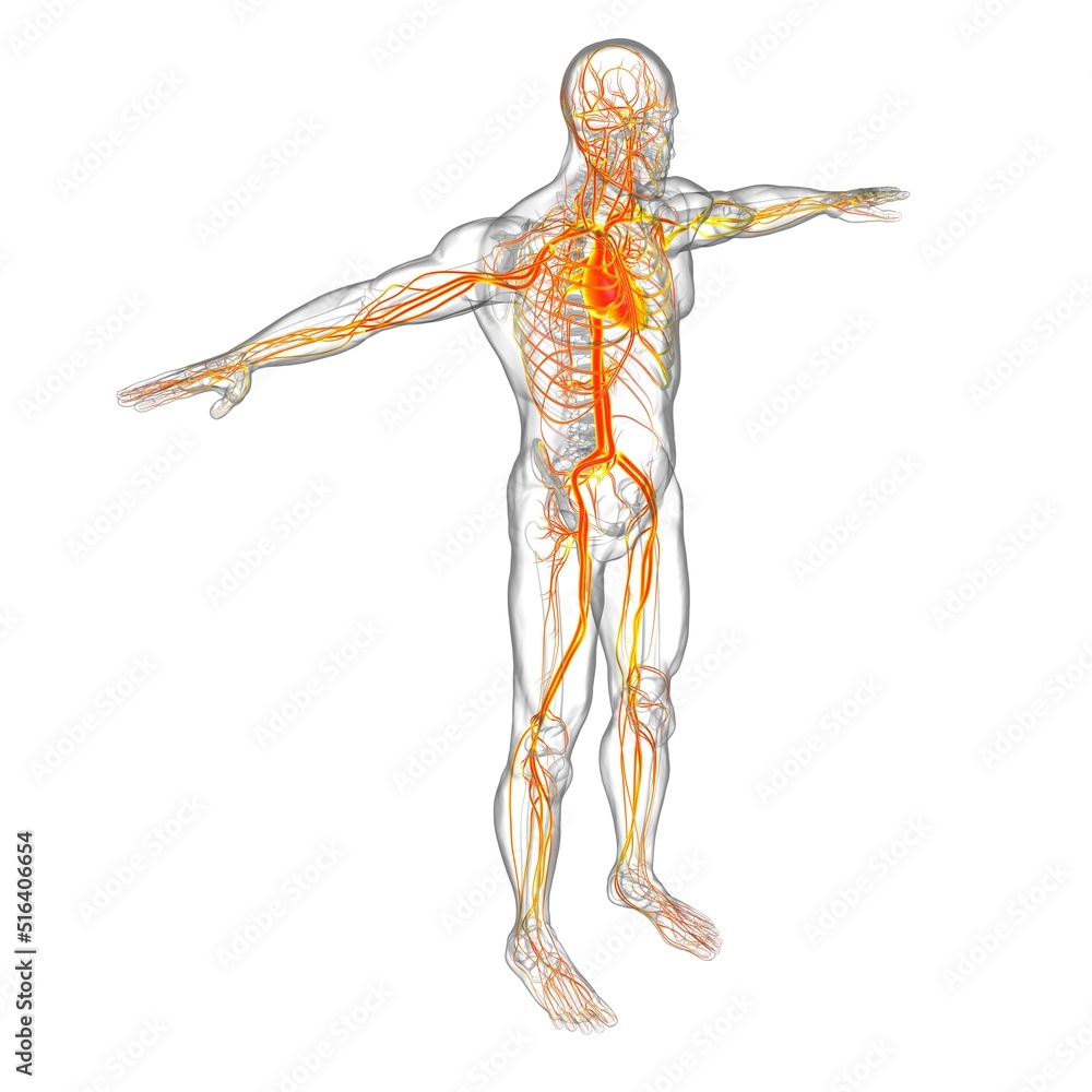 Human Heart With Circulatory System Anatomy For Medical Concept 3D Human Heart With Circulatory System Anatomy For Medical Concept 3D