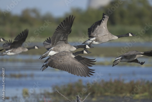 canadian geese flying in formation over a lake