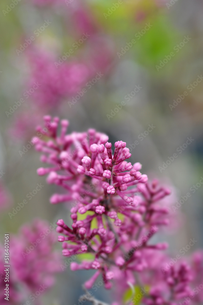 Lilac Parfum de nature Lilac Parfum de nature
