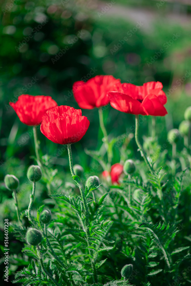 Naklejka premium Large red poppies on a background of green leaves.