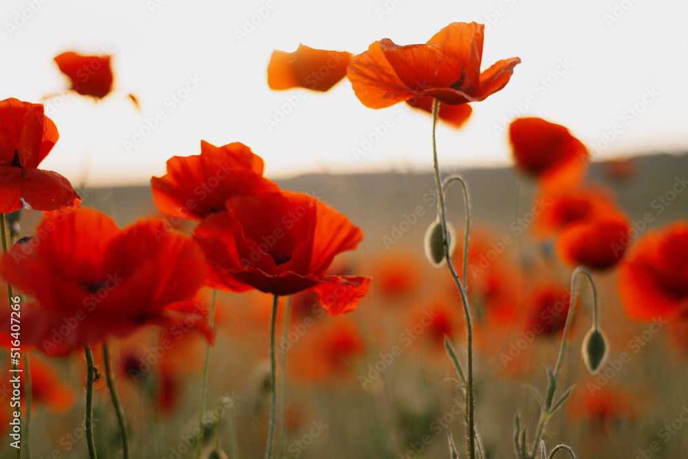 Obraz premium Beautiful poppy field during sunrise
