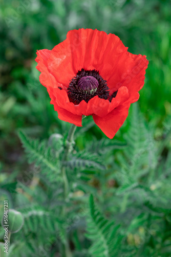 Large red poppies on a background of green leaves.