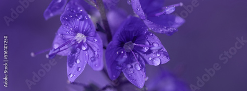  Banner veronica flowers in raindrops. photo