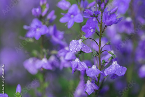 Veronica flowers in raindrops.