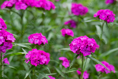 A blurry image of a bright pink carnation in a flower bed against a background of greenery.