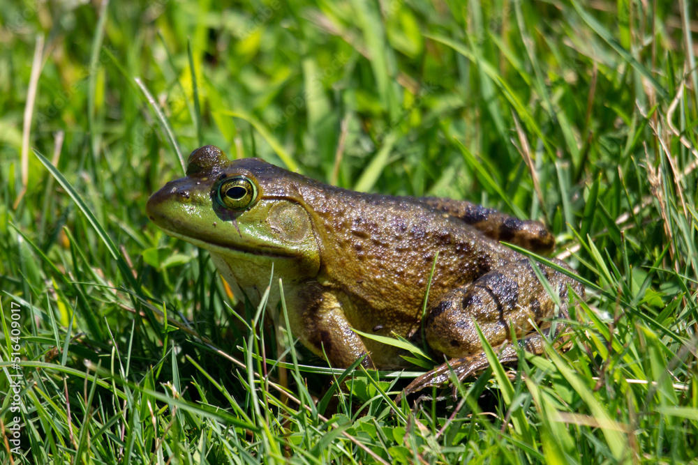 Obraz premium The green frog, lithobates clamitans sits in the grass on a hot day