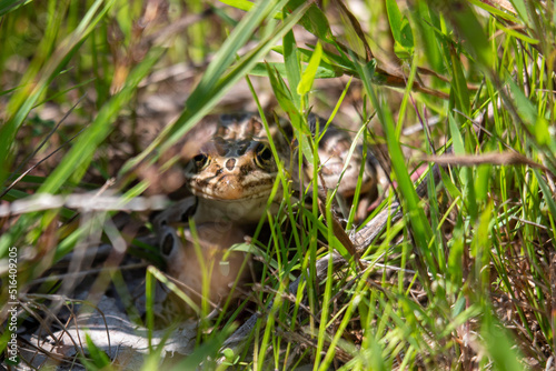 A leopard frog. lithobates sphenoceophalus, hides within a grassy trail