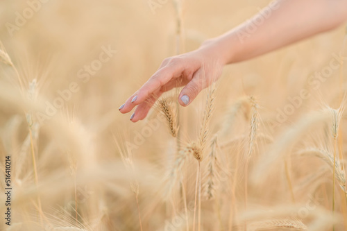 A woman's hand touches ripe yellow wheat. Summer in nature.