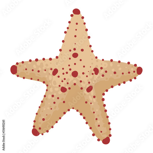 starfish sealife animal