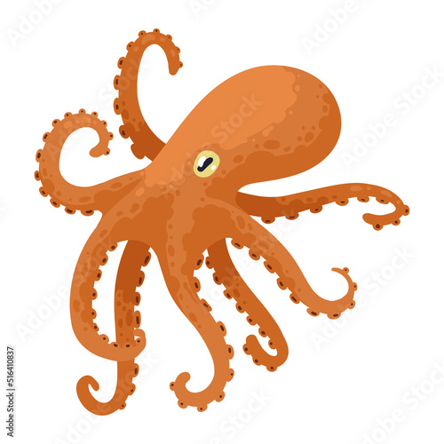 octopus sealife animal