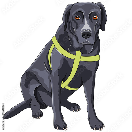 Color drawing of a sitting dog of the Labrador breed.