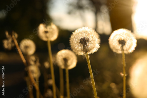 Beautiful fluffy dandelions outdoors on sunny day  closeup. Space for text