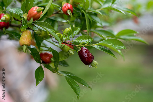 Cherry of the Rio Grande, Eugenia involucrata fruits photo