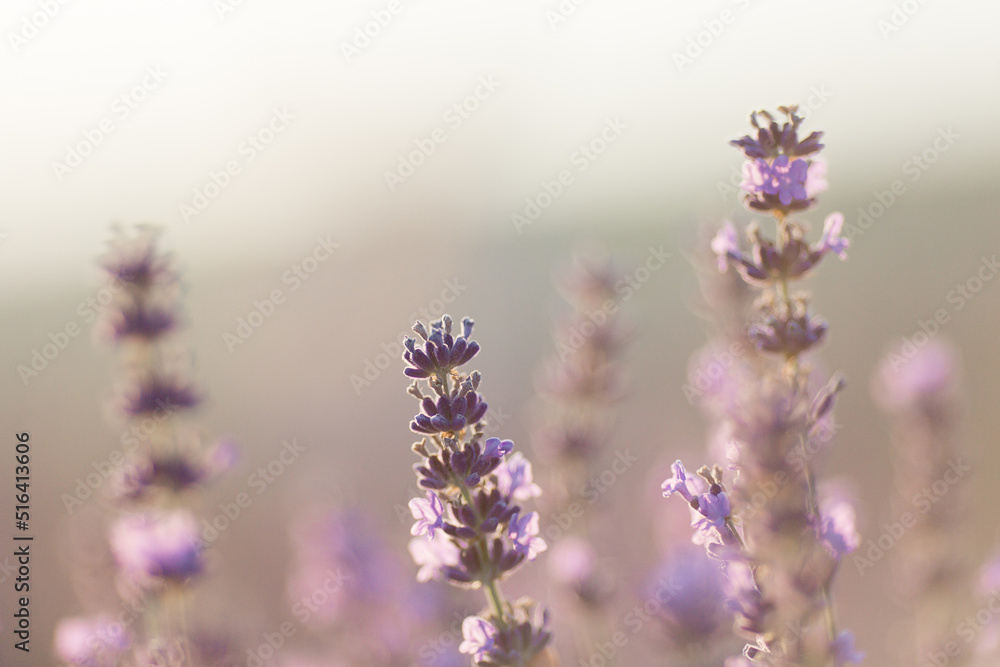a sprig of lavender in a field at sunset a sprig of lavender in a field at sunset