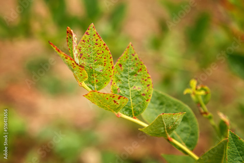 Leaf blueberry virus infected red ring spot.