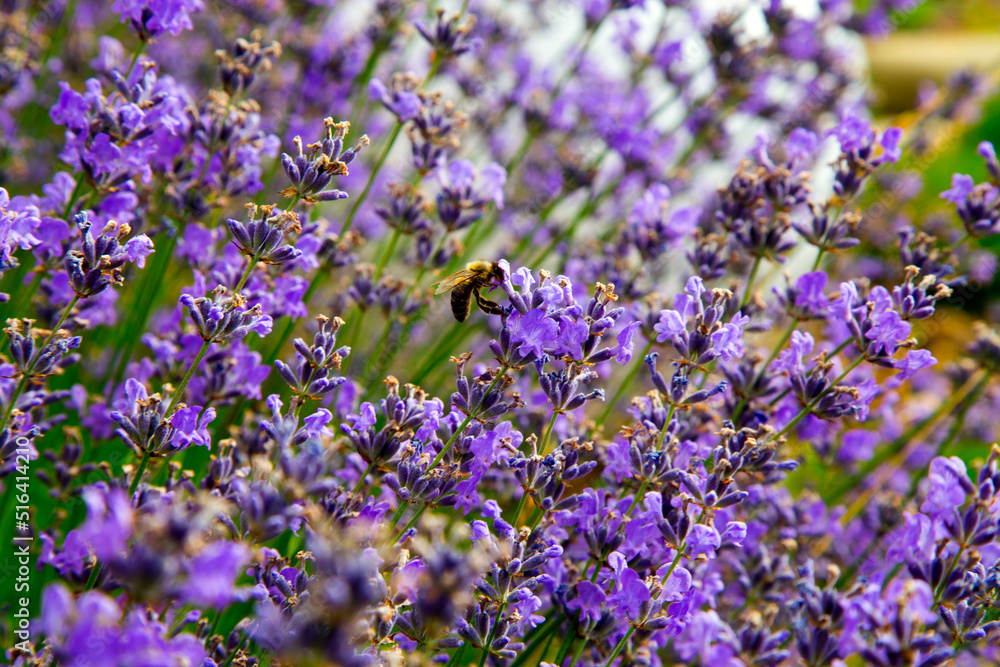 Fototapeta premium Agriculture. Land Design. Lavender bushes in garden landscaping. Land design concept. Lavender bushes in the park.