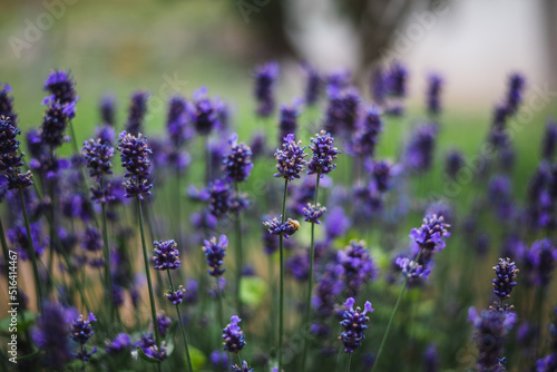 lavenders in the garden