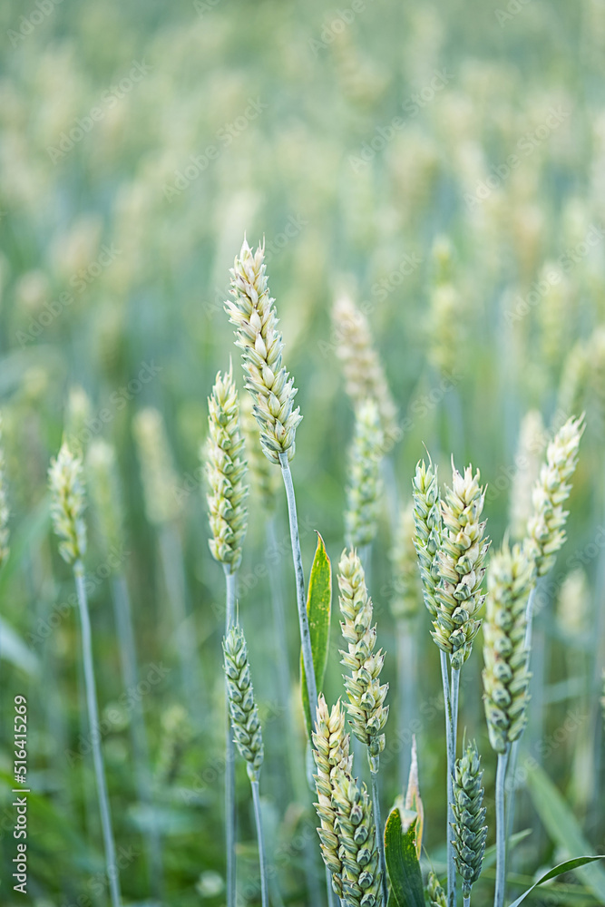 Wheat spikelets at farm field, close up. Young green ears of wheat crop plants, selective focus. Agriculture background.