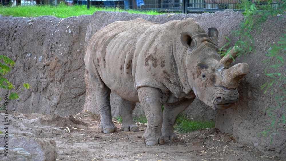 Obraz premium A photo of a big rhinoceros