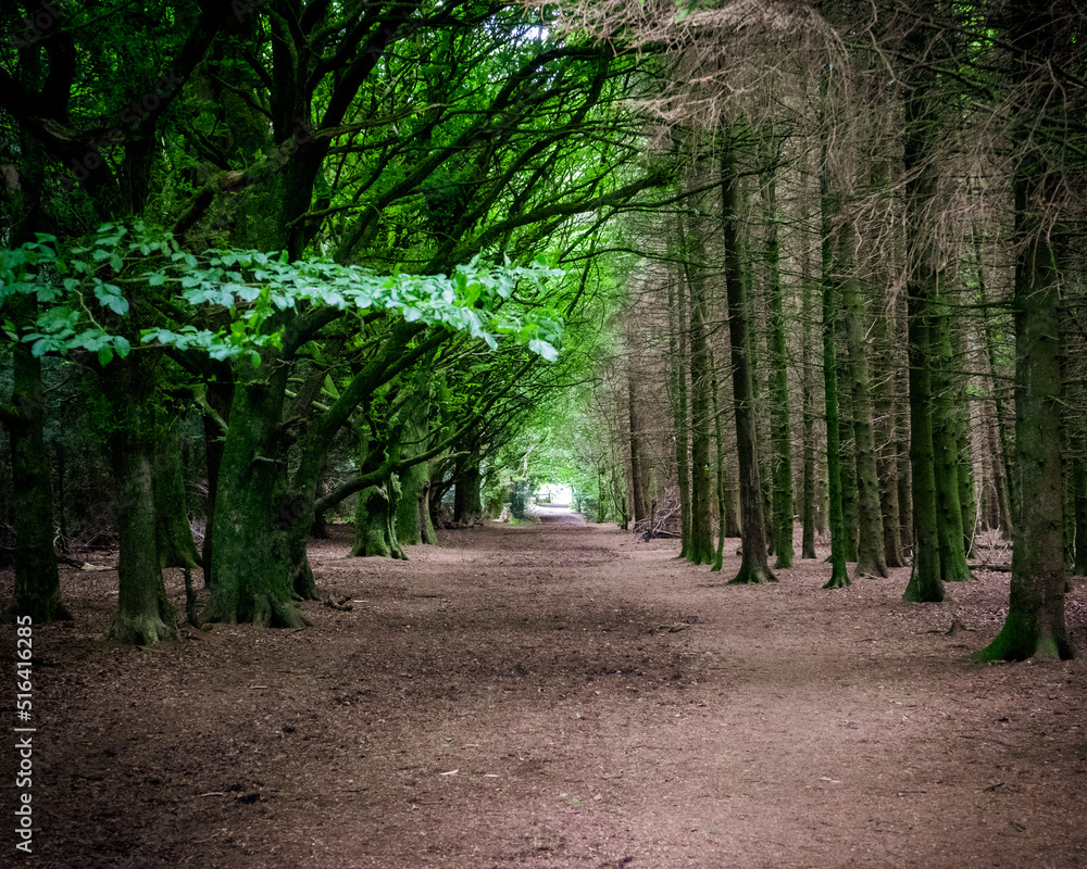 Fototapeta premium Moody Trees