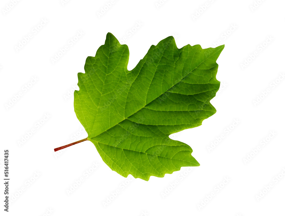 Fototapeta premium Green Leaf On White