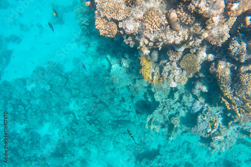 a coral reef with living inhabitants is visible through the azure water