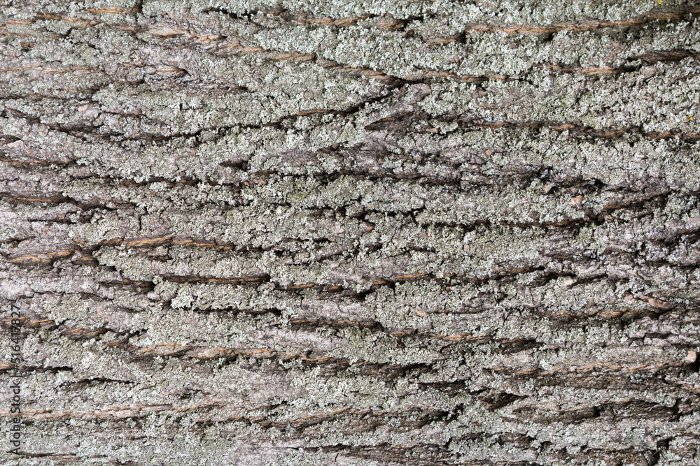 Obraz premium tekstura z kory drewna