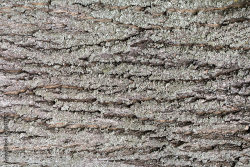 tekstura z kory drewna
