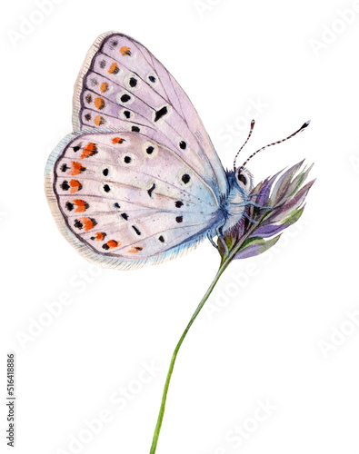Watercolor the common blue butterfly or European common blue. Polyommatus icarus isolated on white background. Hand drawn painting insect illustration. © Екатерина Роменская