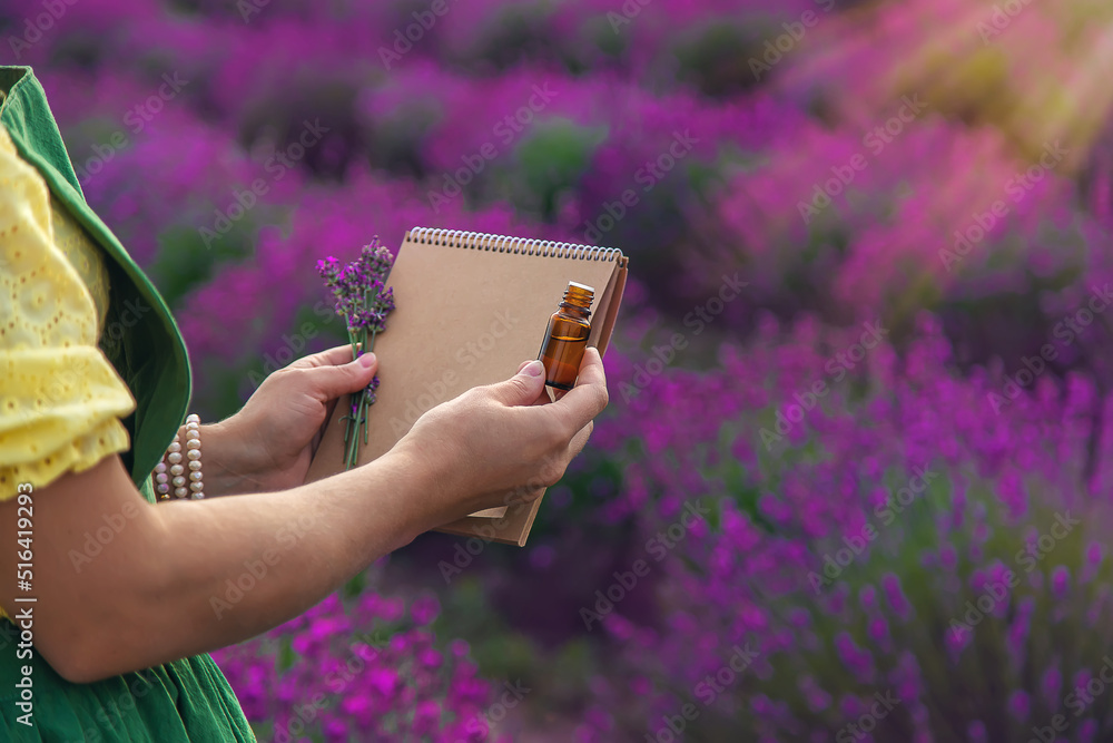 Fototapeta premium A woman collects lavender flowers for essential oil. Selective focus.