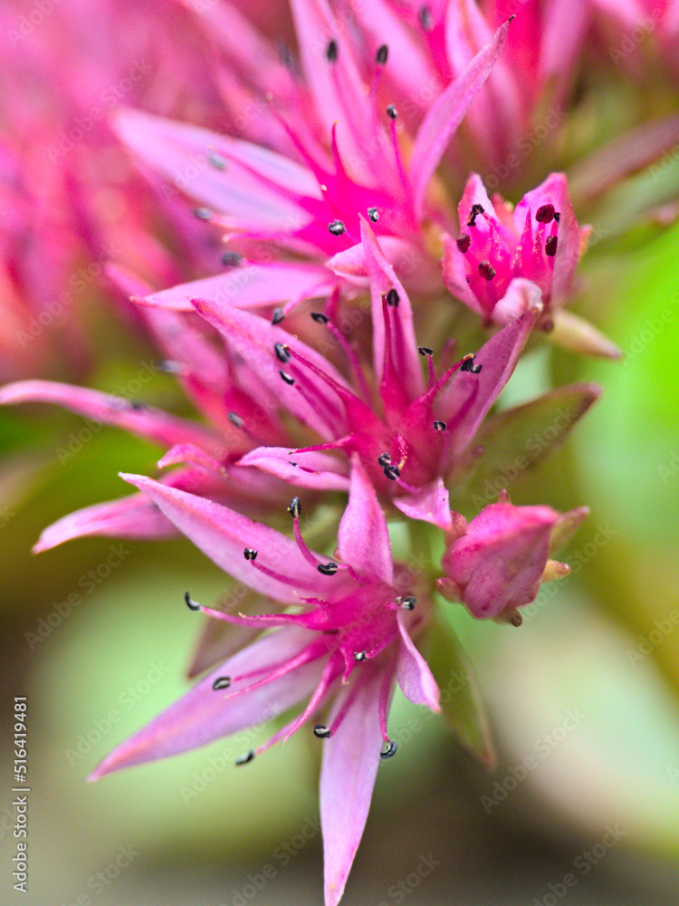 Meise, Belgium - March 2022 - Visit to the magnificent 92-hectare botanical garden of Meise	