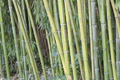 Bamboo forestry, also known as bamboo farming, cultivation, agriculture or agroforestry