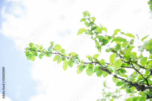 Lush green leaf  purity nature background. Green leaves on elm tree. Nature spring and summer banner. Plants against the blue sky concept. Trees branch isolated on white background