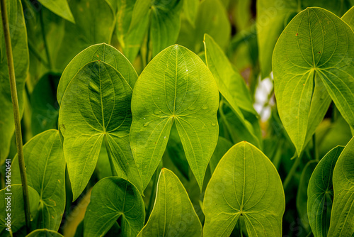 detail of large green wet leaves of a tropical plant