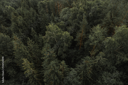 Bid's view of forest in Lithuania.