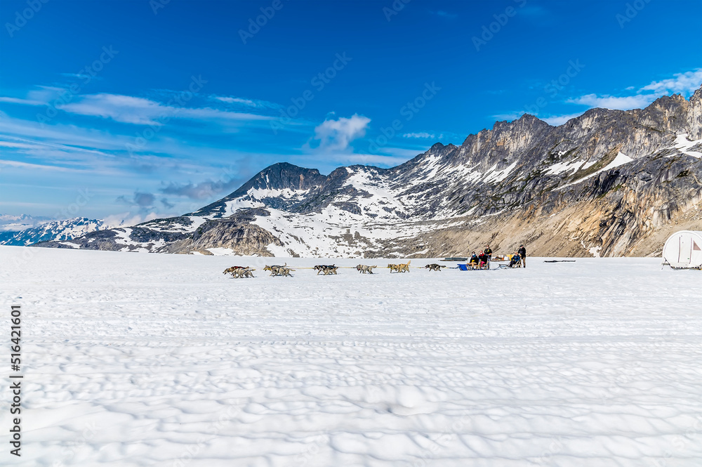 A view of a dog sleigh on the Denver glacier close to Skagway, Alaska in summertime A view of a dog sleigh on the Denver glacier close to Skagway, Alaska in summertime