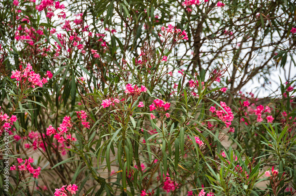 Pink flowers in a tree