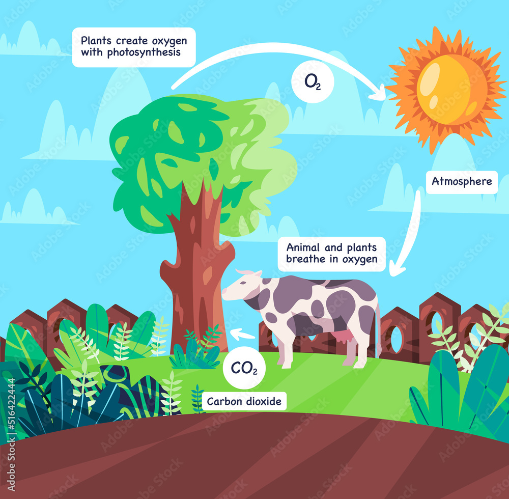 Oxygen cycle animal respiration and photosynthesis process producing