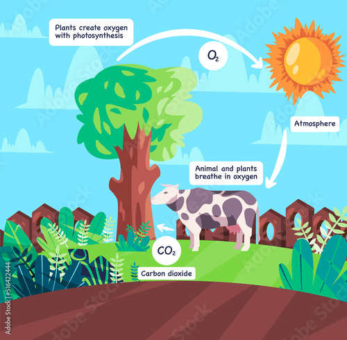 Oxygen cycle animal respiration and photosynthesis process producing corbon dioxide scheme diagram illustration of natural process