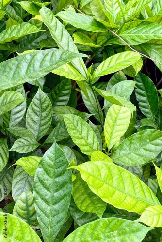 Lush fresh green leaves texture wallpaper, plant name: probably Psychotria nervosa, I'm not sure photo