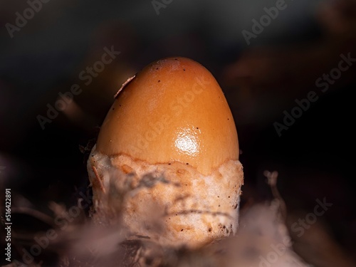 Closeup of a young Amanita fulva mushroom photo