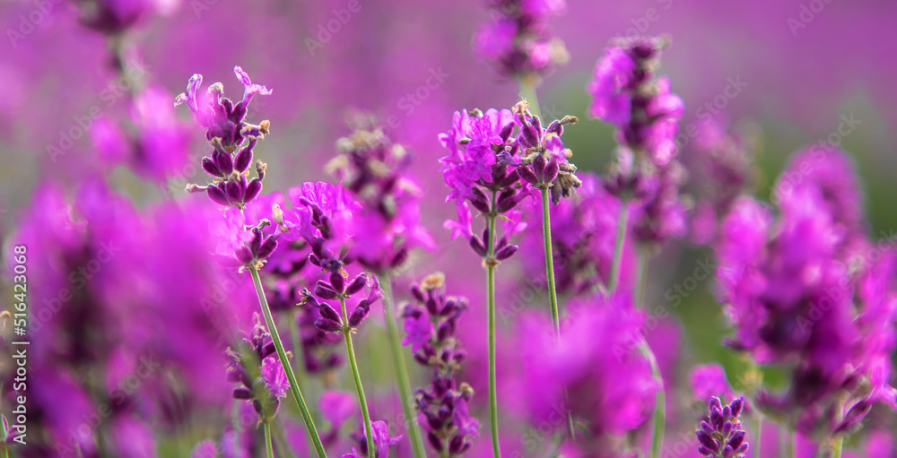 Lavender blossoms in a beautiful background field. Selective focus.