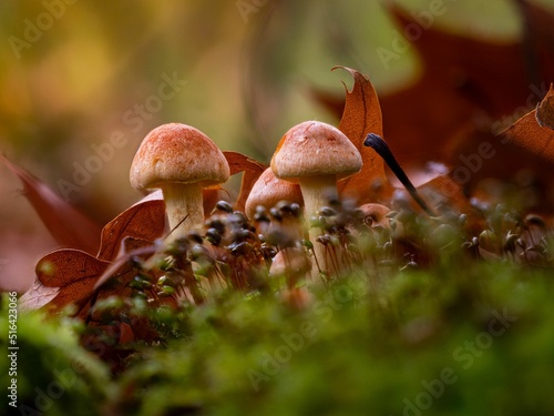 Closeup of two Hypholoma mushrooms photo