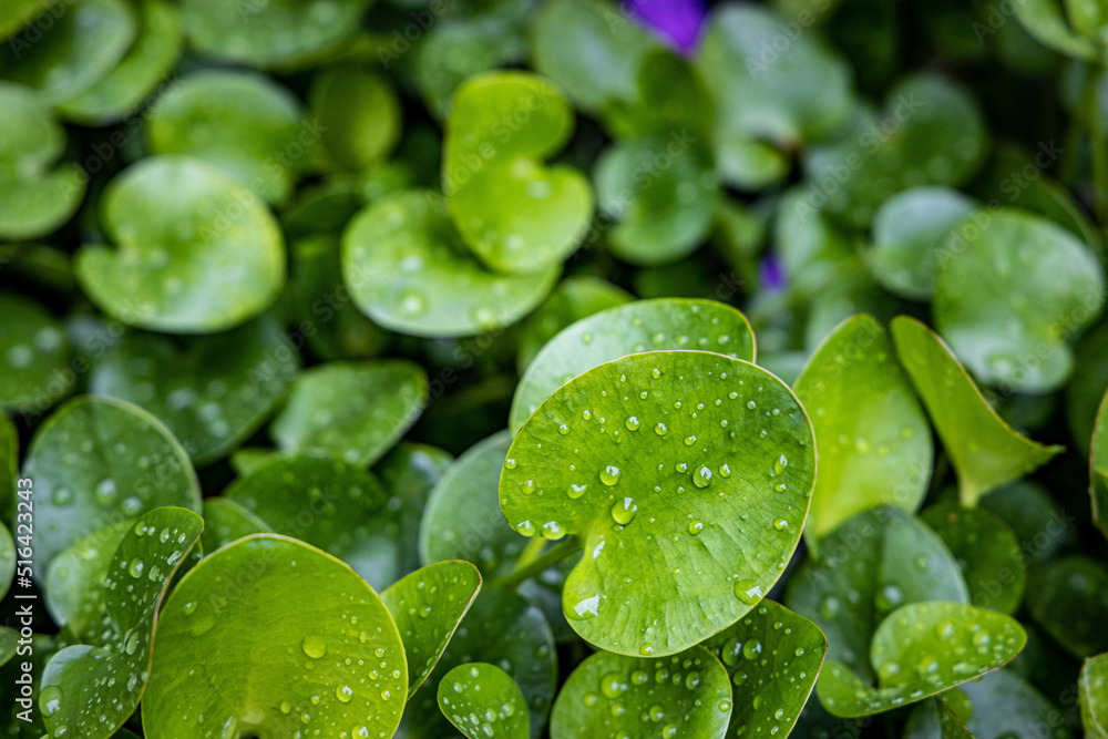 Fototapeta premium wet tropical green leafs after rain